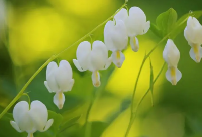 ​小学英语教师教学总结